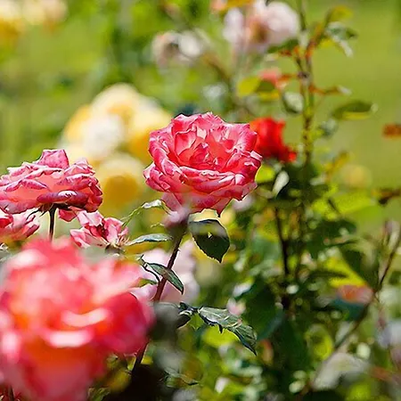 Tenuta Del Perugino * Bettona