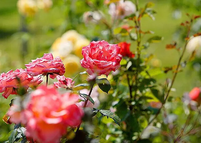 Tenuta Del Perugino * ベットーナ